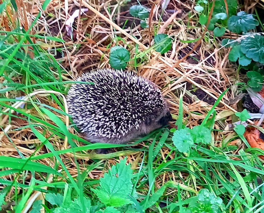 kommt mit ins Natur-Abenteuer-Land ... Jahreskurs