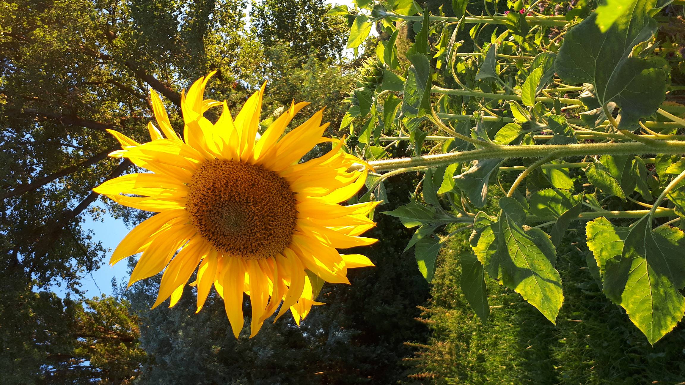 Sonnenblume im Naturgarten