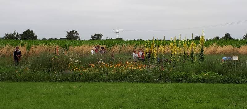 Kreative Natur-Garten und Wildkräuterführung