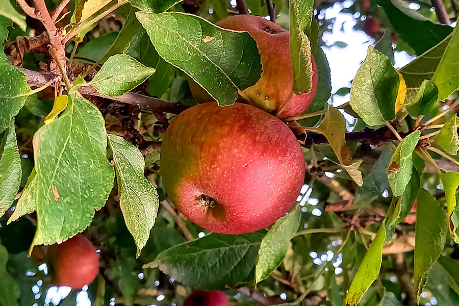 Zu Besuch auf der Streuobstwiese